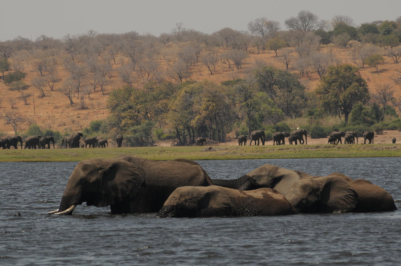 Ngoma Safari Lodge Kavimba Zewnętrze zdjęcie