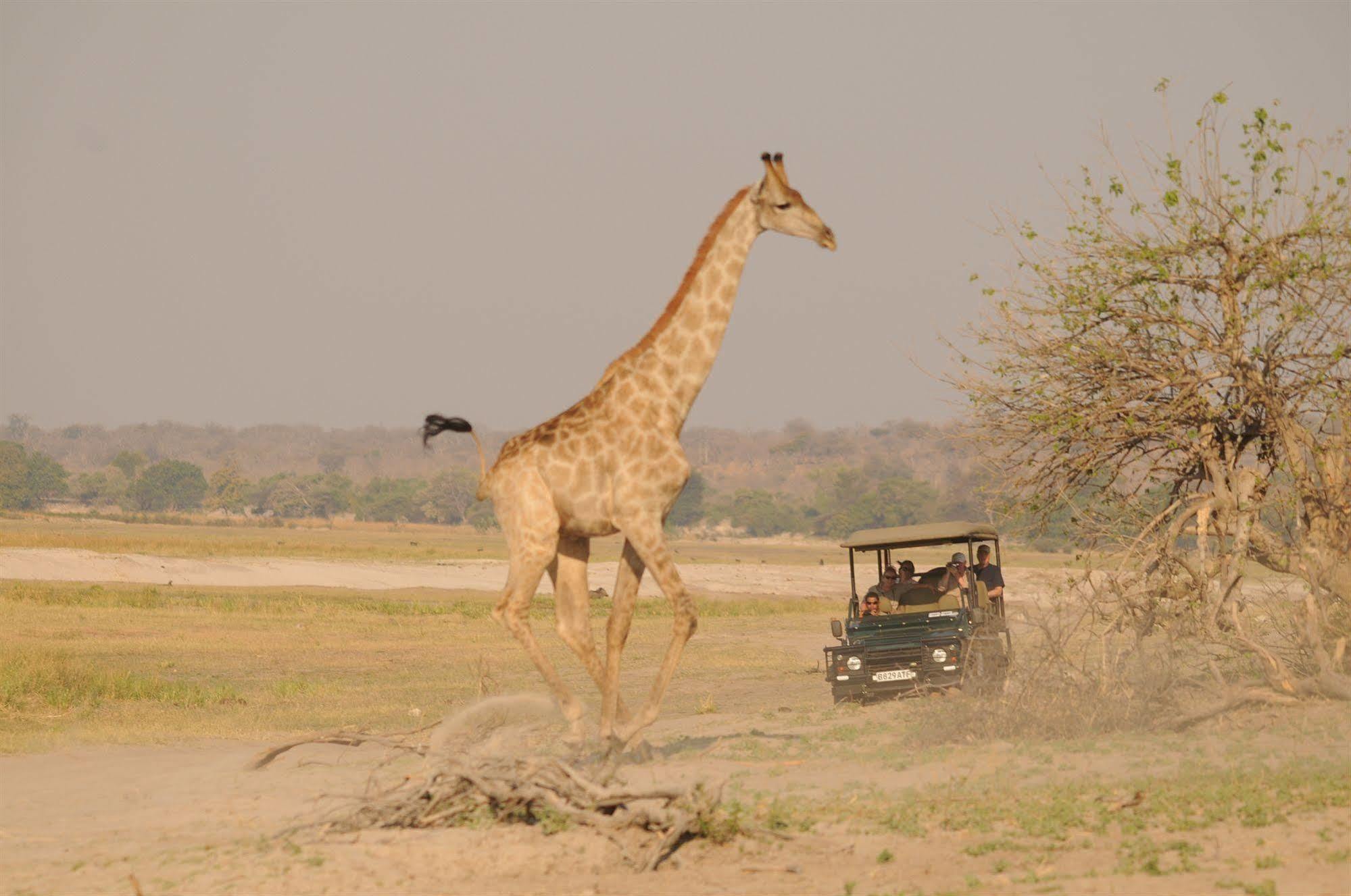 Ngoma Safari Lodge Kavimba Zewnętrze zdjęcie
