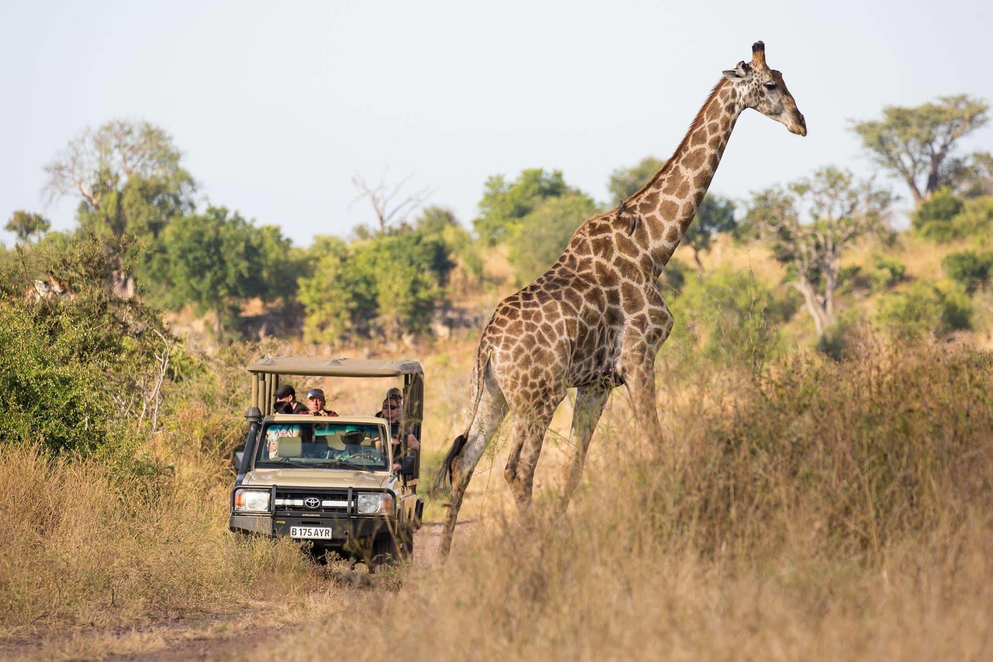 Ngoma Safari Lodge Kavimba Zewnętrze zdjęcie